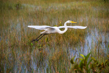 White crane bird in Everglades National Park, Florida, United States