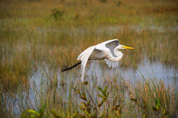 White crane bird in Everglades National Park, Florida, United States