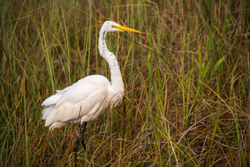 White crane bird in Everglades National Park, Florida, United States