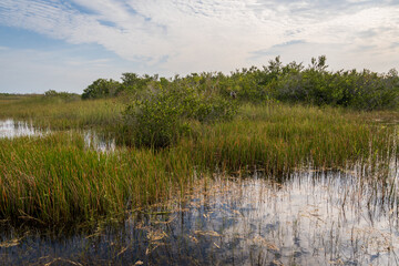 Swamp land at Everglades National Park, Florida, United States