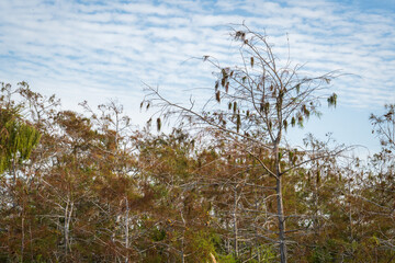 Swamp land at Everglades National Park, Florida, United States