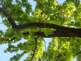 Fototapeta premium green oak branches, oak, trees, forest