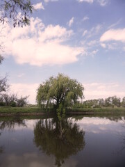 Obraz premium old lonely tree by the pond, tree by the river