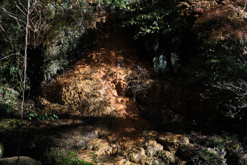 山から流れる新川渓谷の湧水