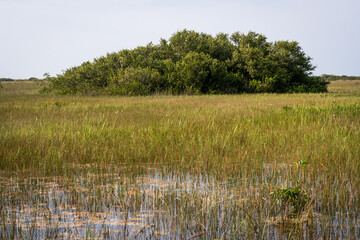 Swamp land at Everglades National Park, Florida, United States