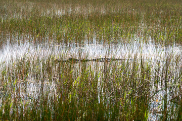 Crocodile at Everglades National Park, Florida, United States