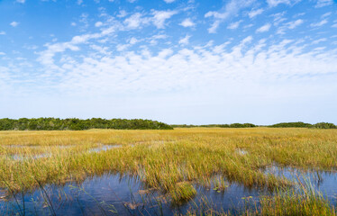 Swamp land at Everglades National Park, Florida, United States