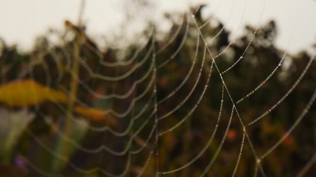 A web of dewdrops vibrates in the wind
