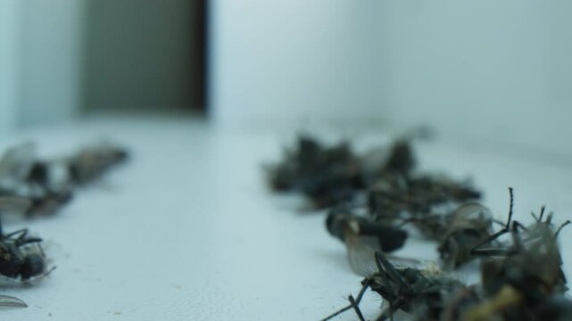 Dead flies and wasps lying on a white windowsill close-up