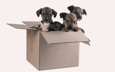four outbred puppies in a cardboard box on a white background