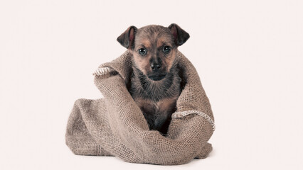 mongrel puppy of brown color in a sack on a white background