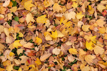Autumn foliage fallen leaves