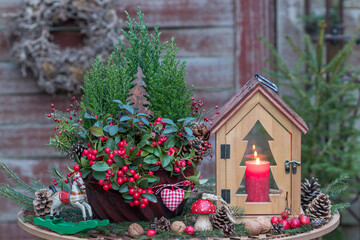 Weihnachts-Arrangement mit Scheinbeere (Gaultheria procumbens) und Kleinkoniferen in alter Gugelhupfform und Holzlaterne