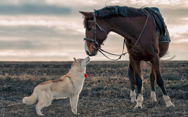 Siberian husky meets a horse in an empty autumn field © Sofiia
