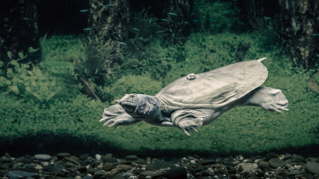 freshwater turtle chinese trionix swims under water close up