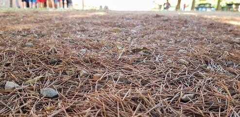 This is a detailed close up of a pile that consists of straw and rocks