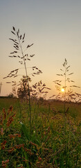 Obraz premium A vast field of tall green grass with a beautiful sunset in the background