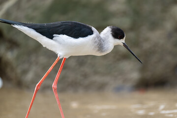 Close-up of a Black-winged stilt and branch on the beach. 