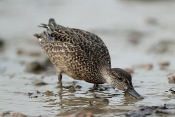 close-up of a Green-winged Teal