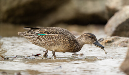 close-up of a Green-winged Teal