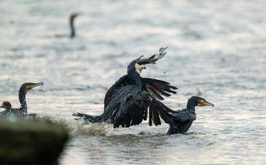 cormorants snatching fish in the water.