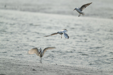 seagulls and egrets fighting for food on the beach