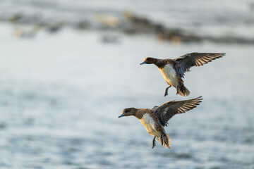 Two Eurasian Wigeons in flight
