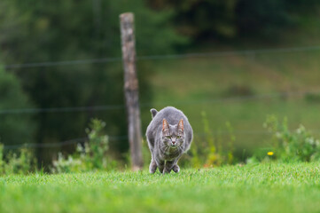 Chat gris courant dans un champ face caméra, un poteau en bois dans le fond de l'image