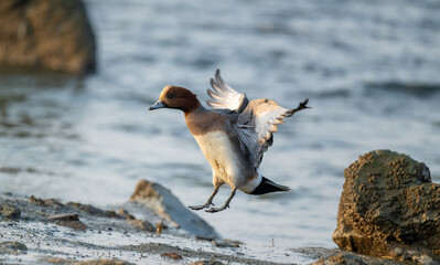 A Eurasian Wigeon in flight
