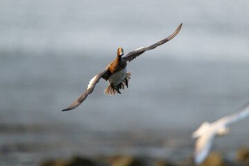A Eurasian Wigeon in flight
