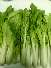 fresh green lettuce