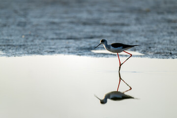 A Black-winged stilt and branch on the beach. 