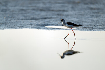 A Black-winged stilt and branch on the beach. 