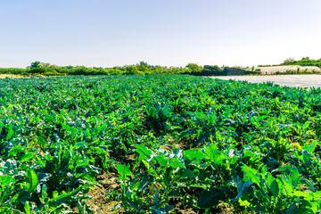 Rows at plantation of young green plants on a farm on a sunny day. Growing organic vegetables. Eco-friendly products. Agriculture land and farming. Agro business.