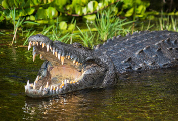 Crocodile at Everglades National Park, Florida, United States