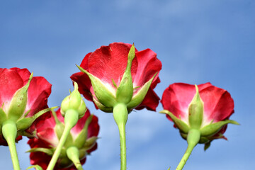 Obraz premium Several red roses against the sky, background image for a greeting card.