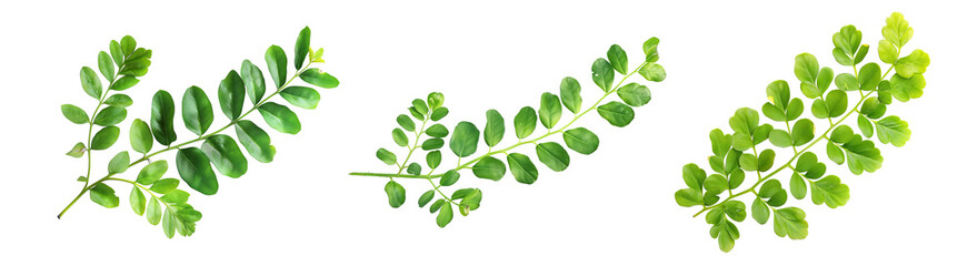 Green Leafy Branches Isolated Transparent Background PNG Image