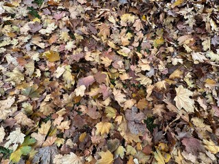 Colorful texture of maple tree leaves in various shades of burgundy, brown, red, yellow and orange covering the grass. Red yellow dry leaf pattern background, wallpaper. Autumn background.
