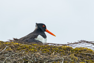 Oystercatcher in nest