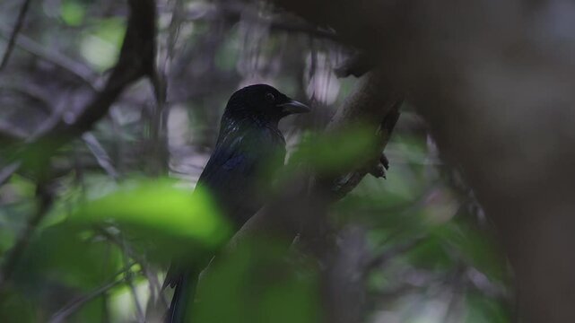 Spangled drongo in tropical forest standing on branch.