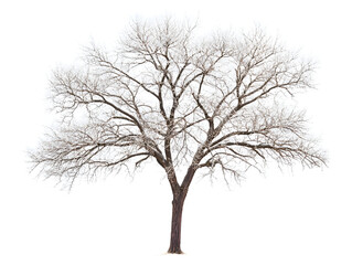 silhouette isolated on white