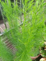 Green plants growing on the side of the road are suitable for making the surroundings of the road beautiful