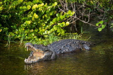 Crocodile at Everglades National Park, Florida, United States