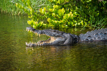 Crocodile at Everglades National Park, Florida, United States