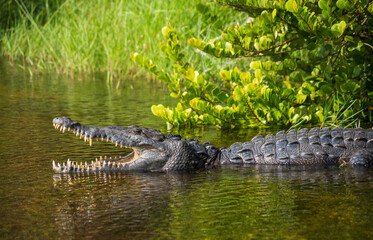Crocodile at Everglades National Park, Florida, United States