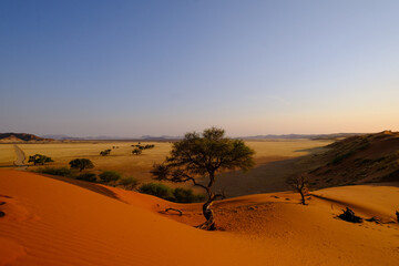 A solitary tree crowns a red sand dune in Namibia's Elim region, overlooking golden savannah and distant mountains. A symbol of resilience in the tranquil desert landscape