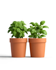 Fototapeta premium Indoor plant caregrowing mint and basil in pots home gardening bright environment close-up sustainable living