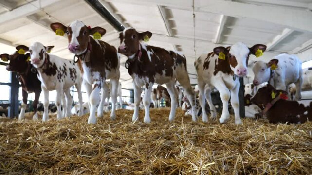Beautiful small calves standing on straw in stable at milk factory. Curious little cows looking into camera at dairy farm. Concept of agriculture industry and livestock husbandry. Slow motion