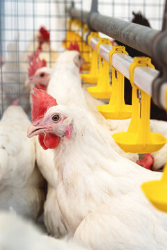 Vertical photo of Dekalb White chickens in a poultry farm.