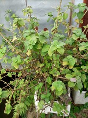 plants in the garden